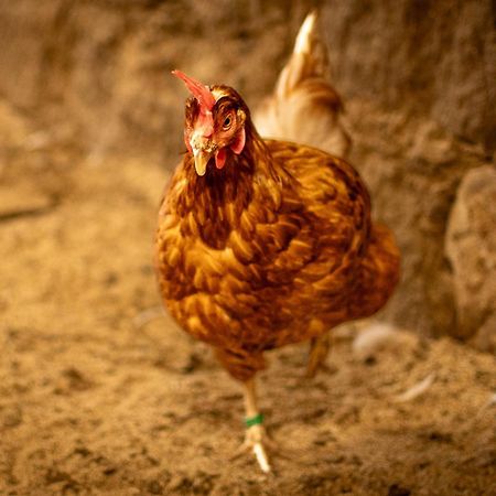 Urlaub Auf Dem Bauernhof Hedwigshoehe هونشتاين المظهر الخارجي الصورة